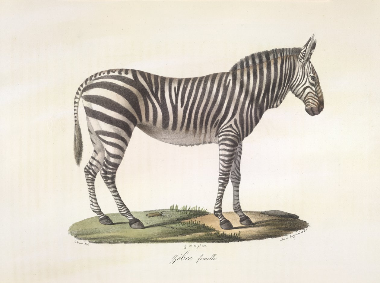 Dişi zebra. Memelilerin Doğal Tarihinden (renkli taş) dişi zebra by French School