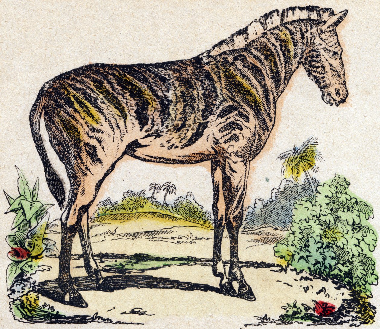 Zebra. “Alphabet des animaux sauvages”” üzerine gravür. 9. Seri. Epinal