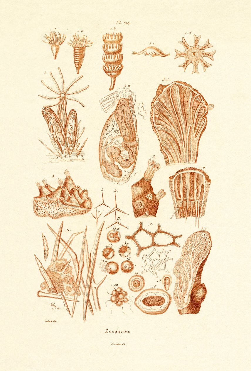 Zoofitler, 1833-39 by French School