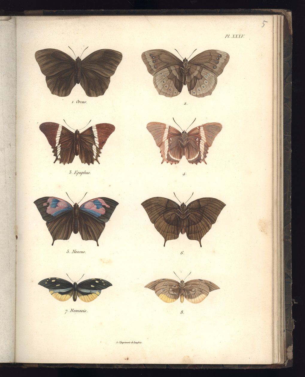 Lepidoptera, Pl. XXXV, Al. V. Humboldt ve A. Bonplant, Paris, 1821 (renkli gravür) by Baron Friedrich Alexander von Humboldt