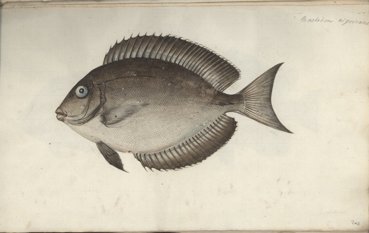 1787 öncesi Chaetodon zenciler by Friedrich August Kruger