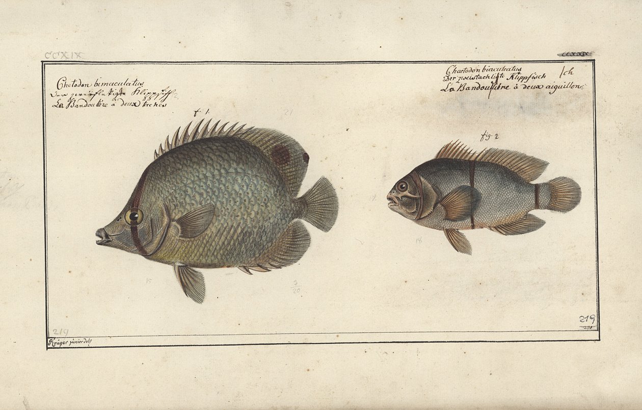 Chaetodon ocellatus, 1790