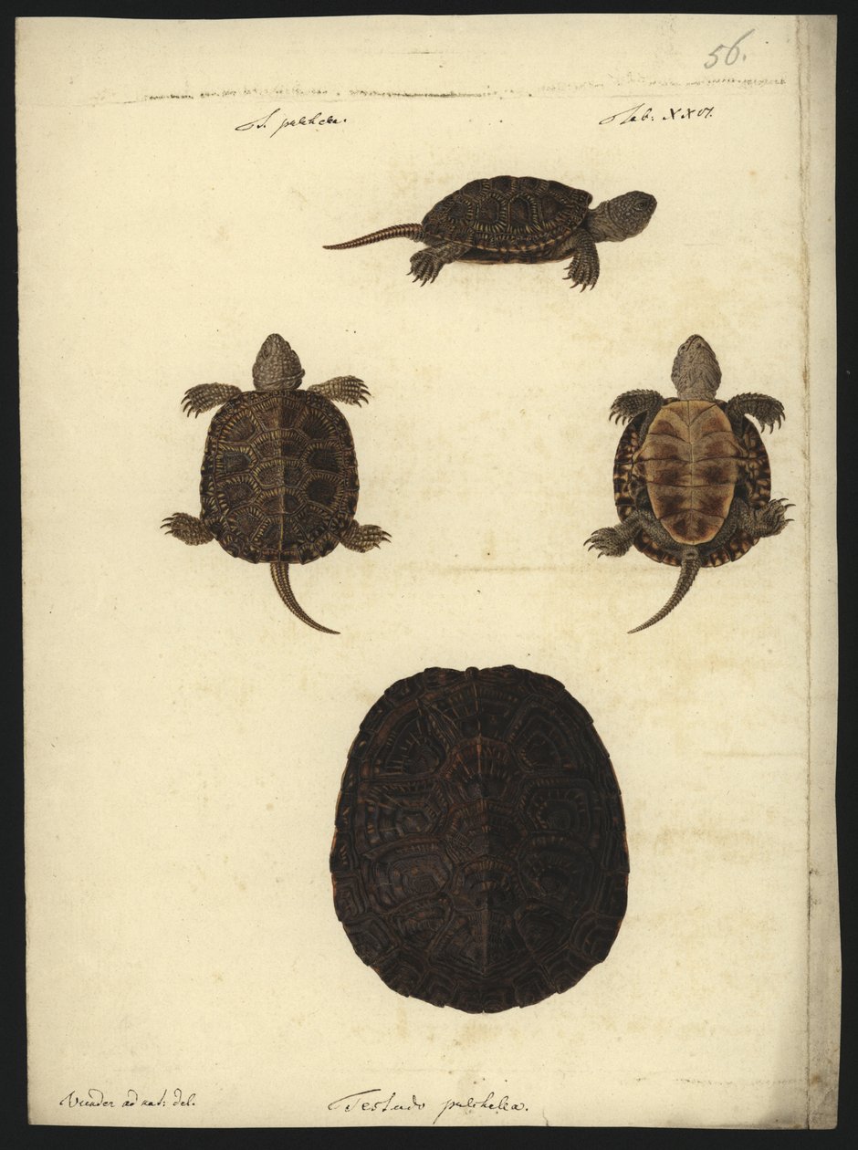 ಎಮಿಸ್ ಆರ್ಬಿಕ್ಯುಲಾರಿಸ್, 1801 ಟರ್ಕ್ ಮೊದಲು by Friedrich Wilhelm Wunder