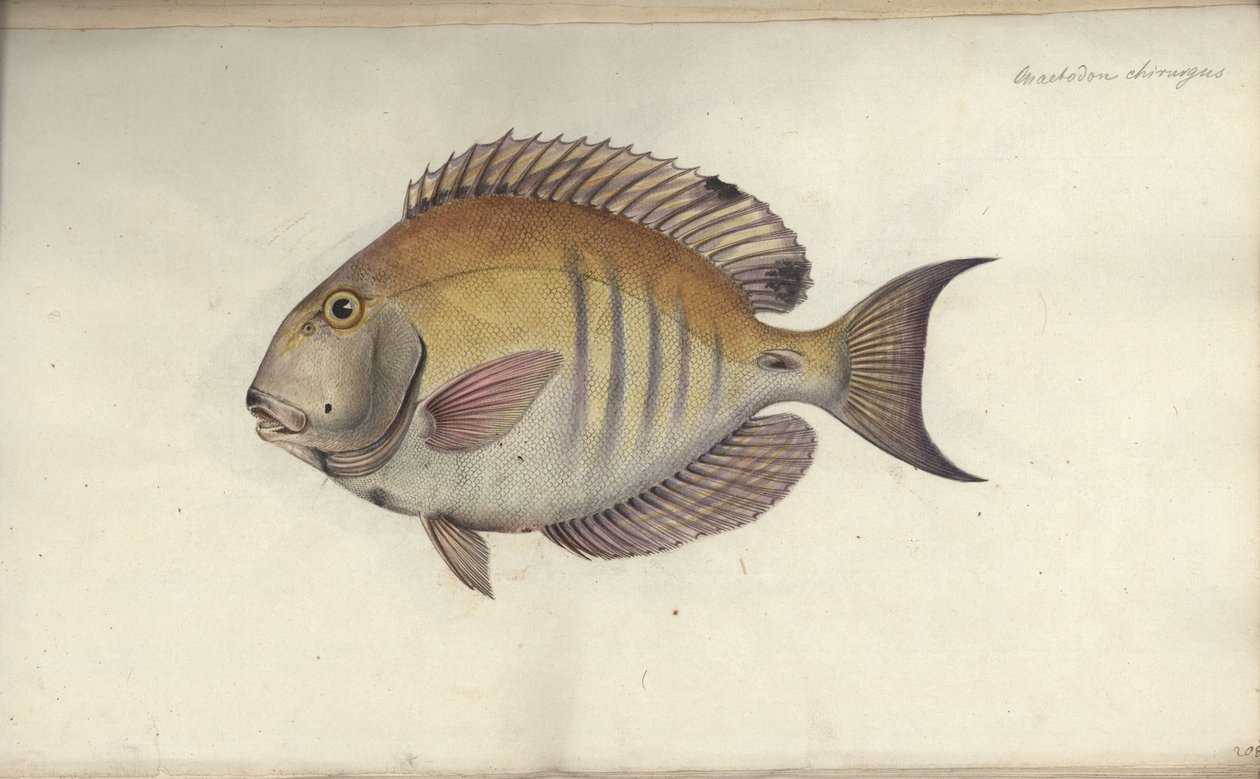 Chaetodon chirurgus, 1787