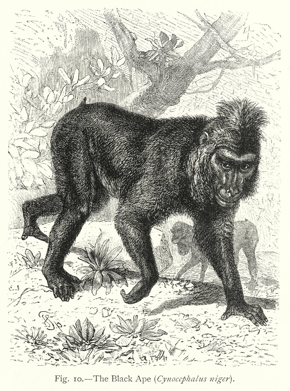  by Friedrich Specht