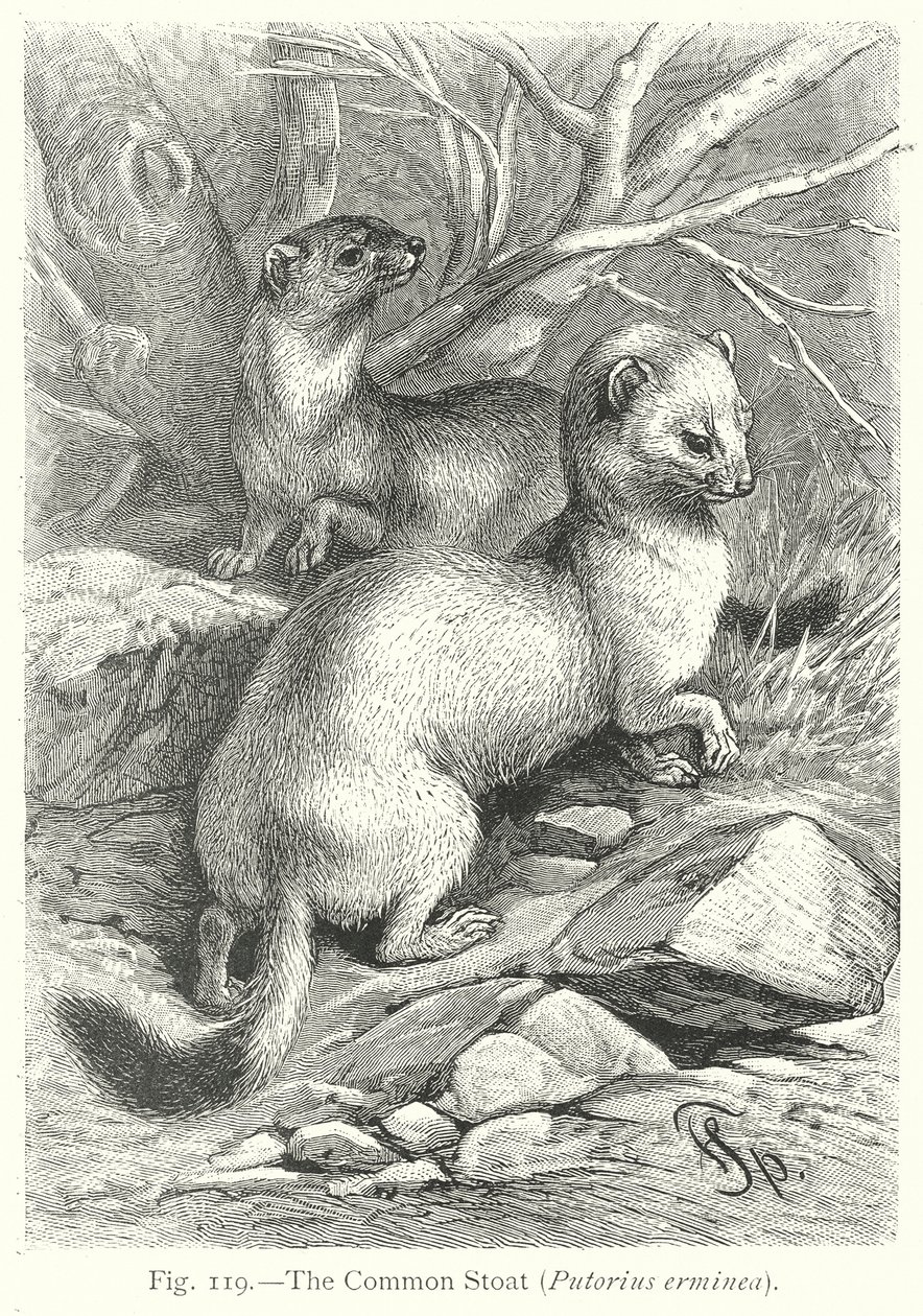  by Friedrich Specht