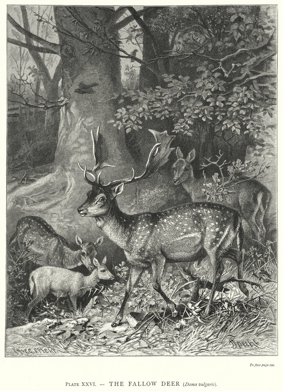  by Friedrich Specht