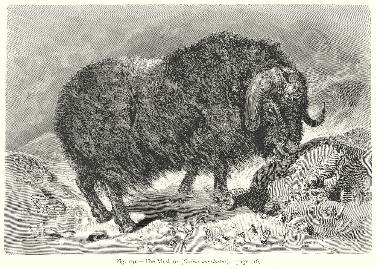  by Friedrich Specht