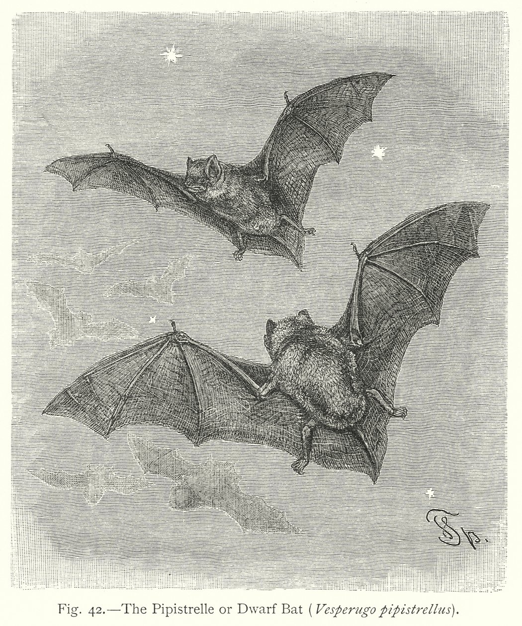  by Friedrich Specht