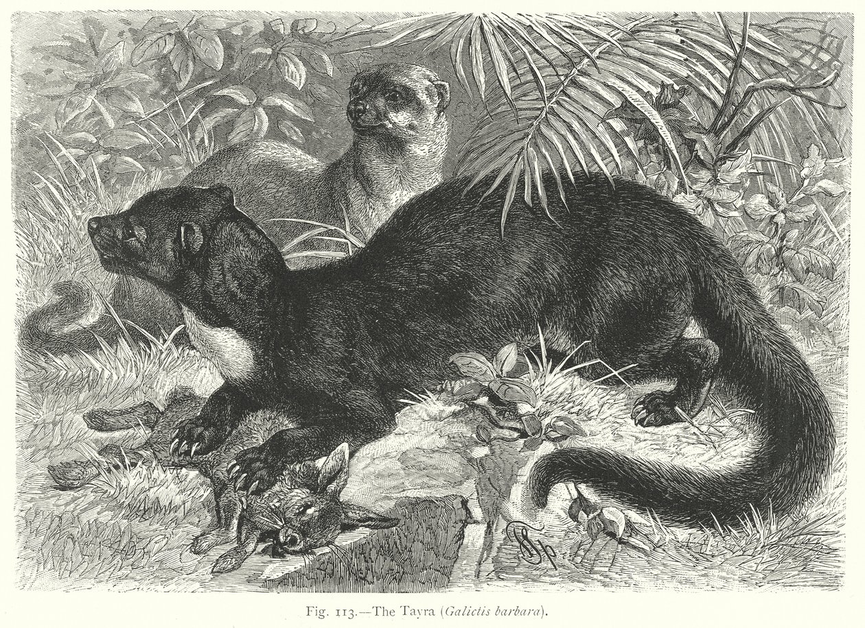 Tayra (Galictis Barbara) (gravür) by Friedrich Specht