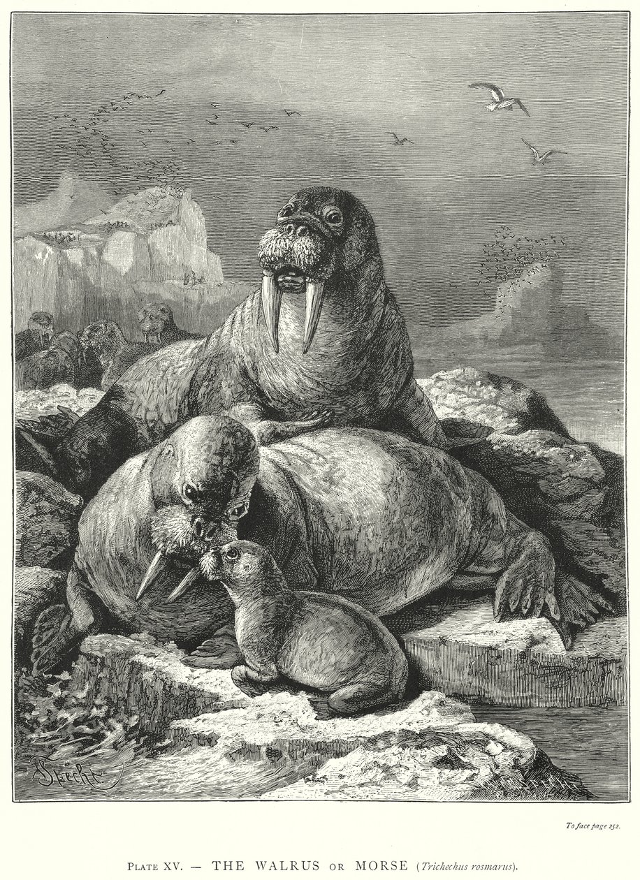  by Friedrich Specht