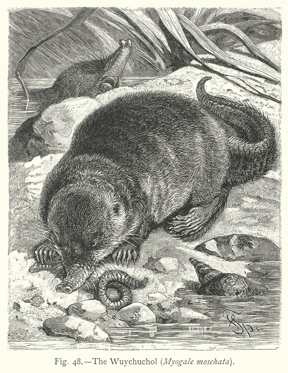  by Friedrich Specht