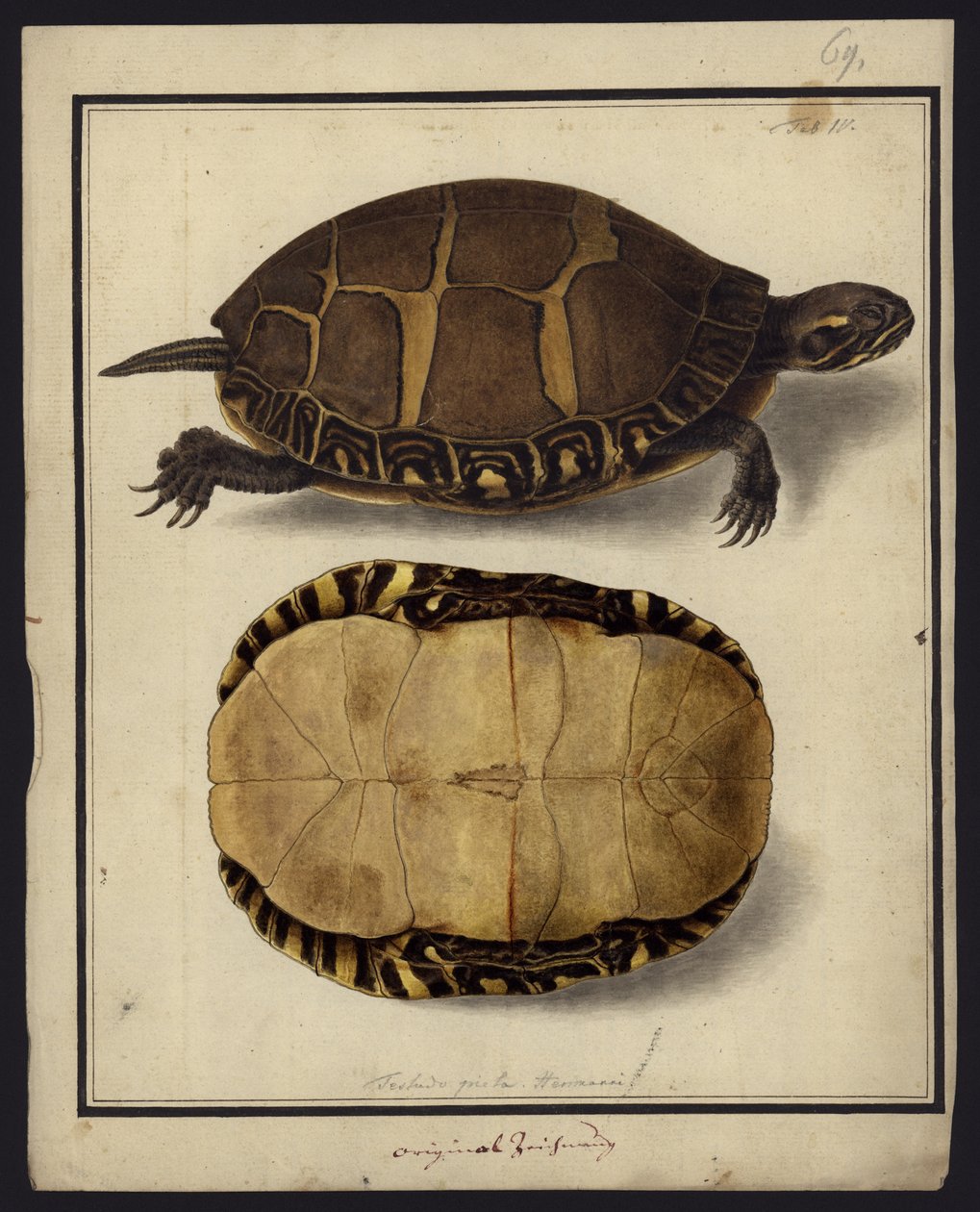 Chrysemys picta, 1792