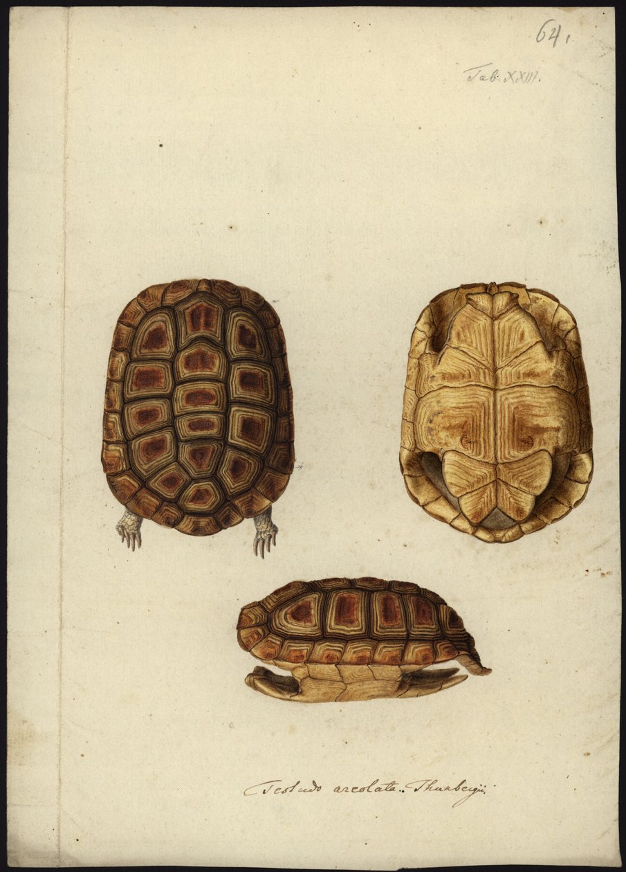 Homopus areolatus, 1792