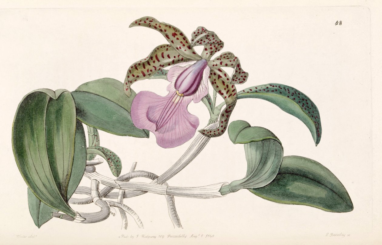 Cattleya alandiae by G. Barclay