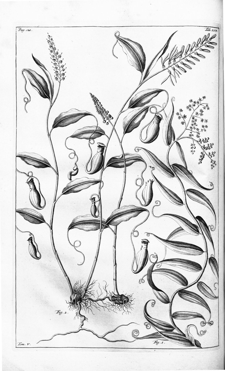 Herbarium amboinense