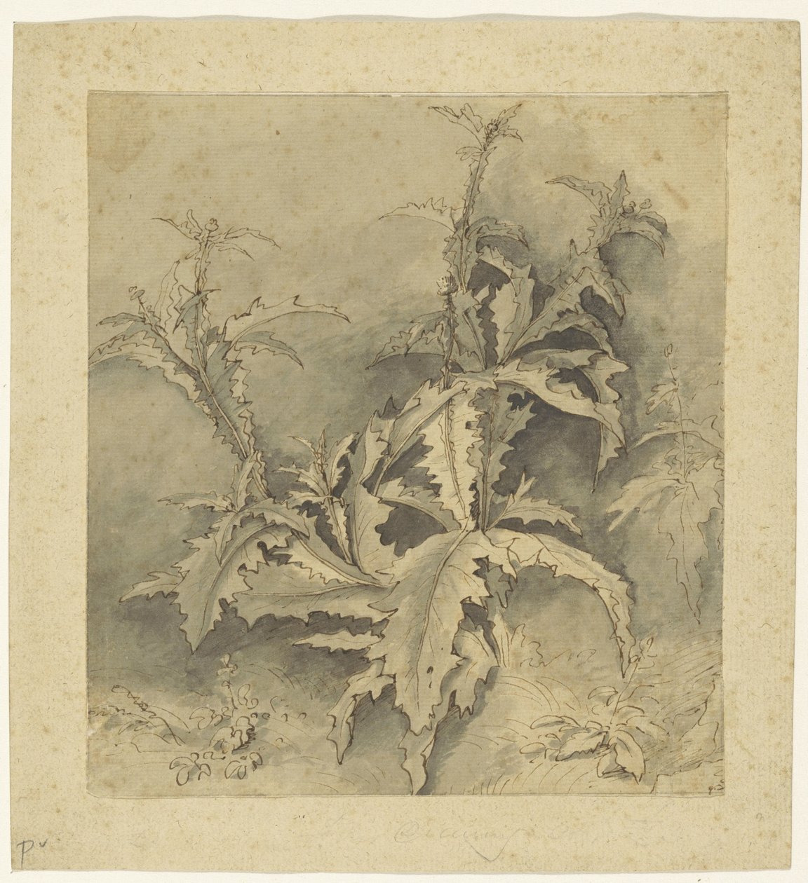 Bir devedikeni bitkisi ve daha küçük mahsulün incelenmesi by G. Hamilton (possibly)