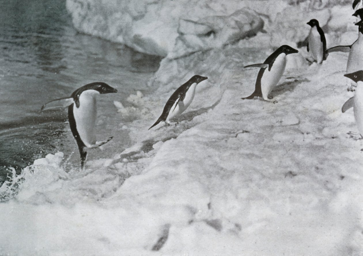 Buz Ayaklarına Atlayan Penguenler, c1911, 1913. by G. Murray Levick