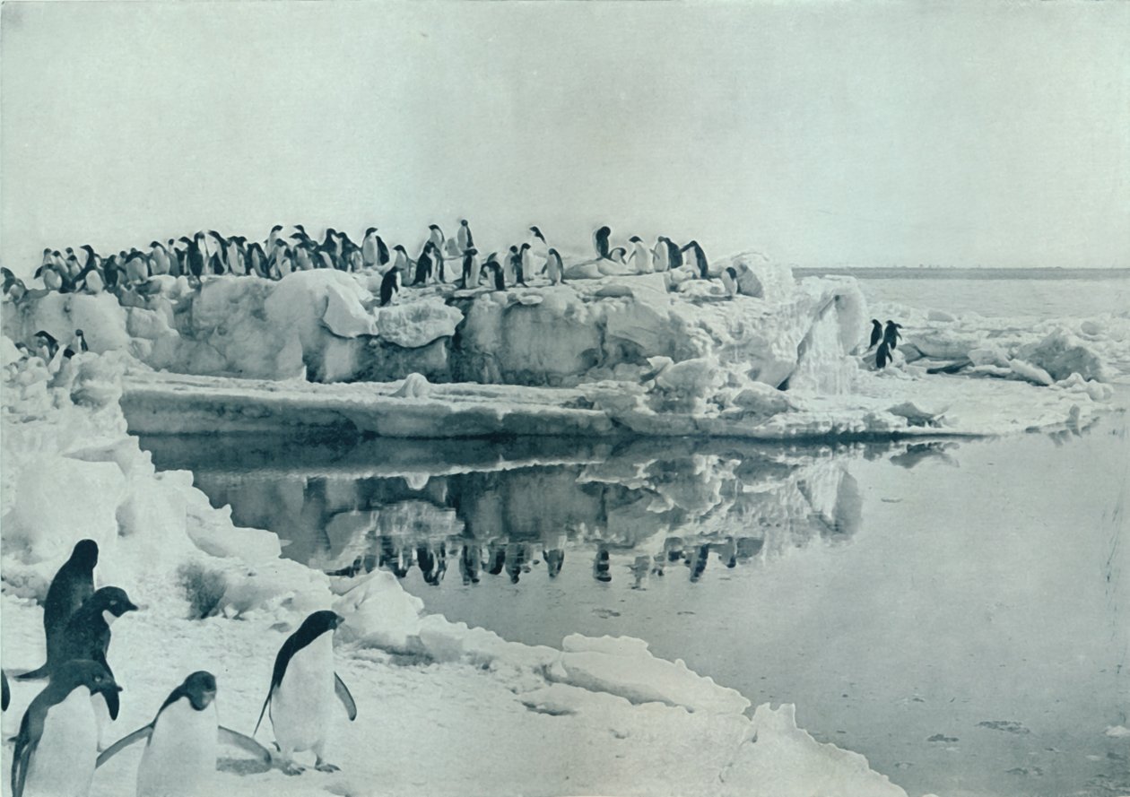 Buz Ayaklı Penguenler, c1911, 1913 by G. Murray Levick