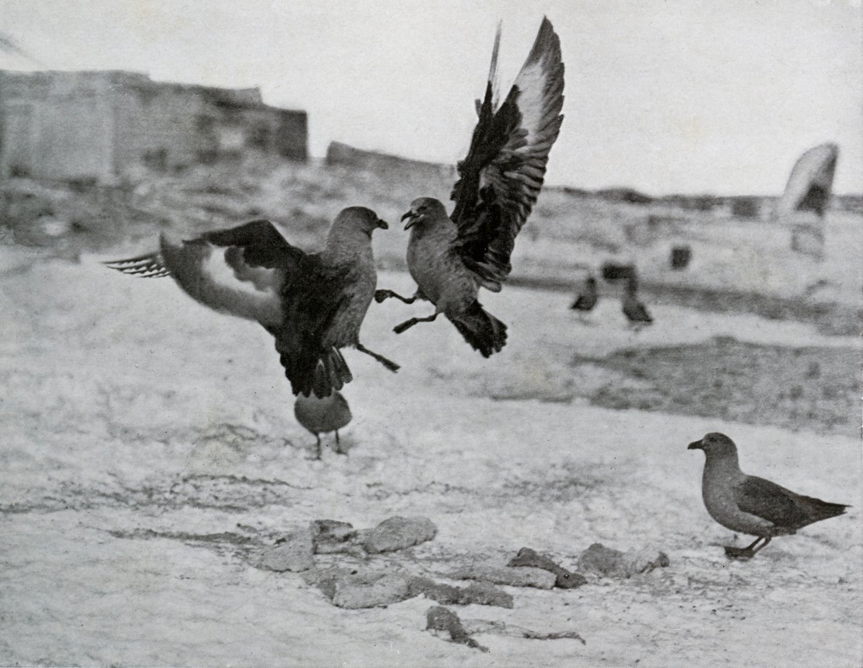 Skua Martıları Bazı Ballar İçin Dövüşüyor, 1911, 1913 by G. Murray Levick