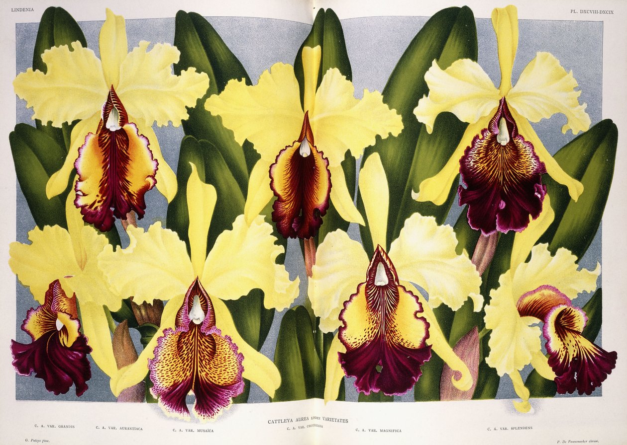 Orkide Cattleya Çeşitleri, 1885-1903 by G. Putzys