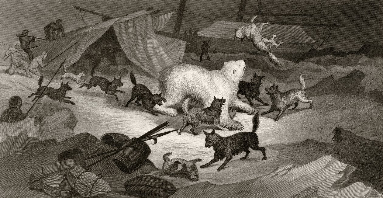 Ayı Avı, J.C. McRea tarafından 