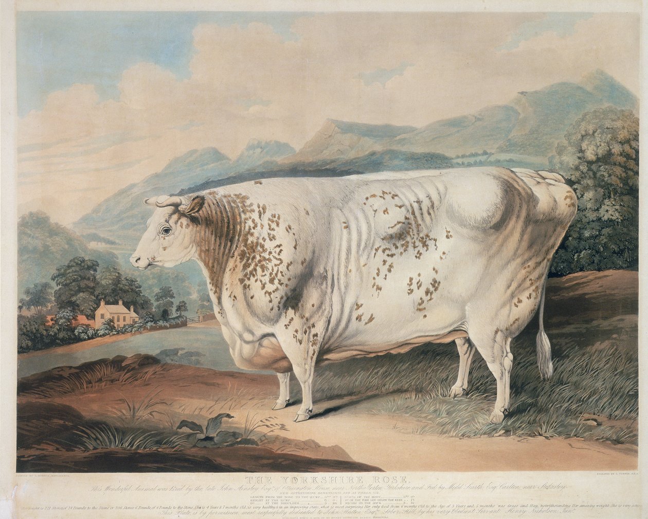 Yorkshire Gülü, C. Turner tarafından oyulmuş (fl.1773 -1857) 1838 by G. after Horner