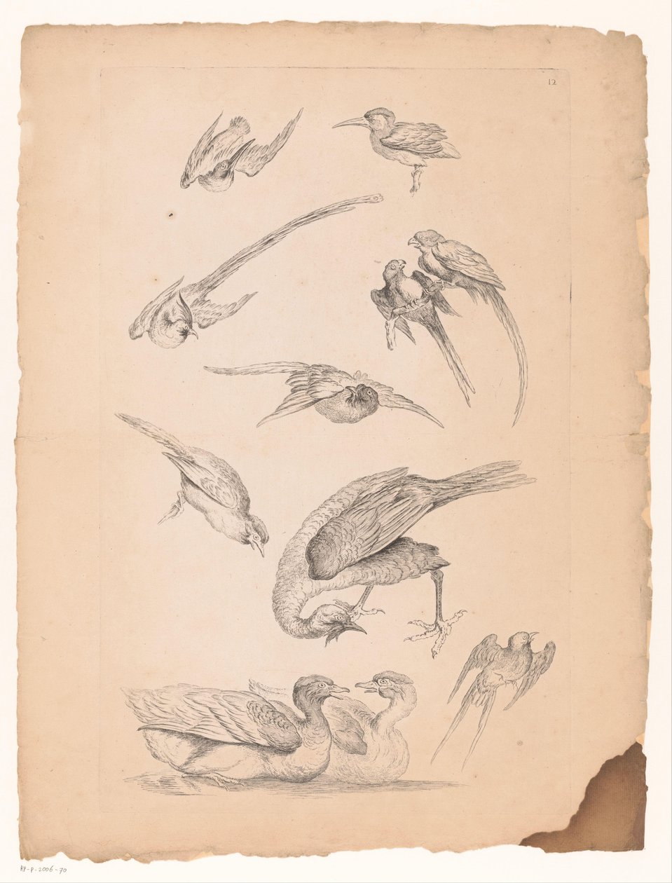 Ördekler ve papağanlar dahil on bir Çin kuşu Çeşitli Çin kuşları (dizi başlığı) Livre des Differentes éspeces d'oiseaux de la Chine (dizi başlığı) by Gabriel Huquier (attributed to)