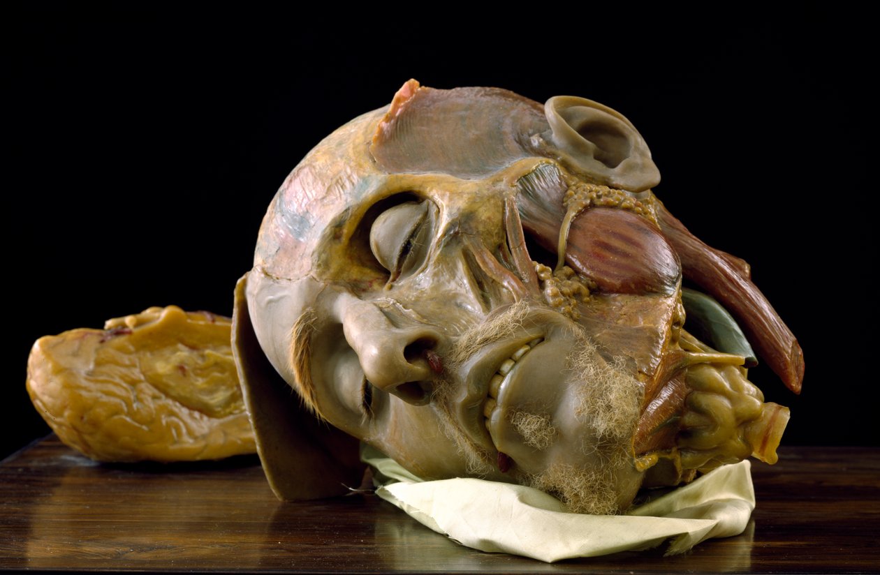 Yaşlı bir adamın kafasının anatomik modeli (balmumu) by Gaetano Giulio Zumbo