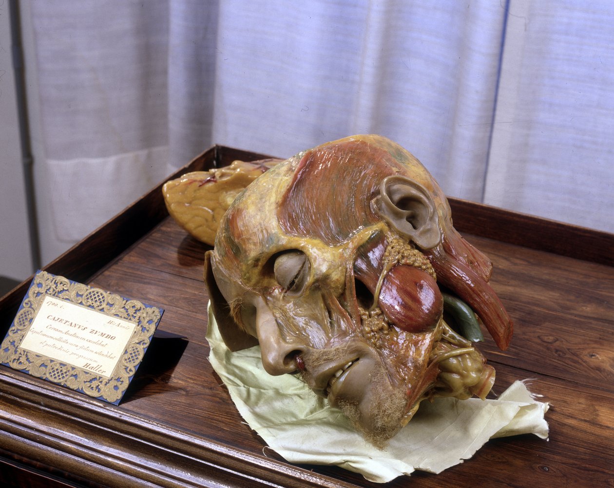 Bilinmeyen resim by Gaetano Giulio Zumbo