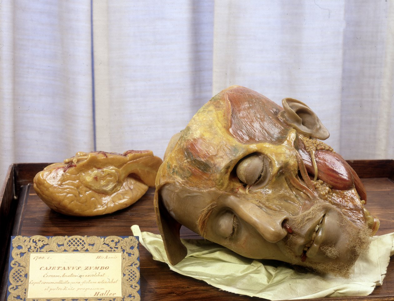 Bilinmeyen resim by Gaetano Giulio Zumbo