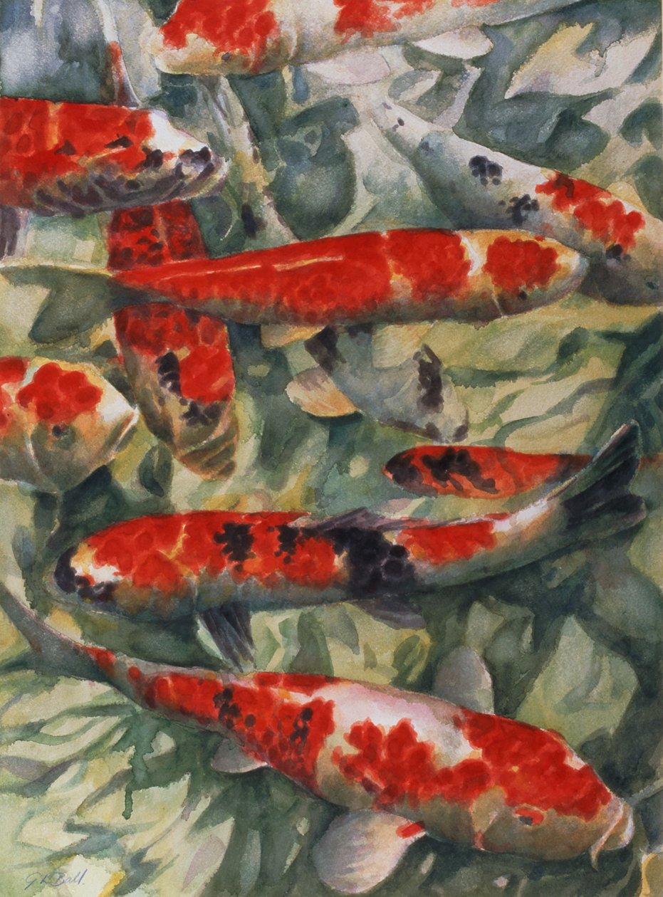 koi sazan by Gareth Lloyd Ball