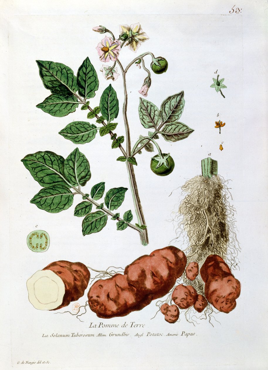 Patates, 