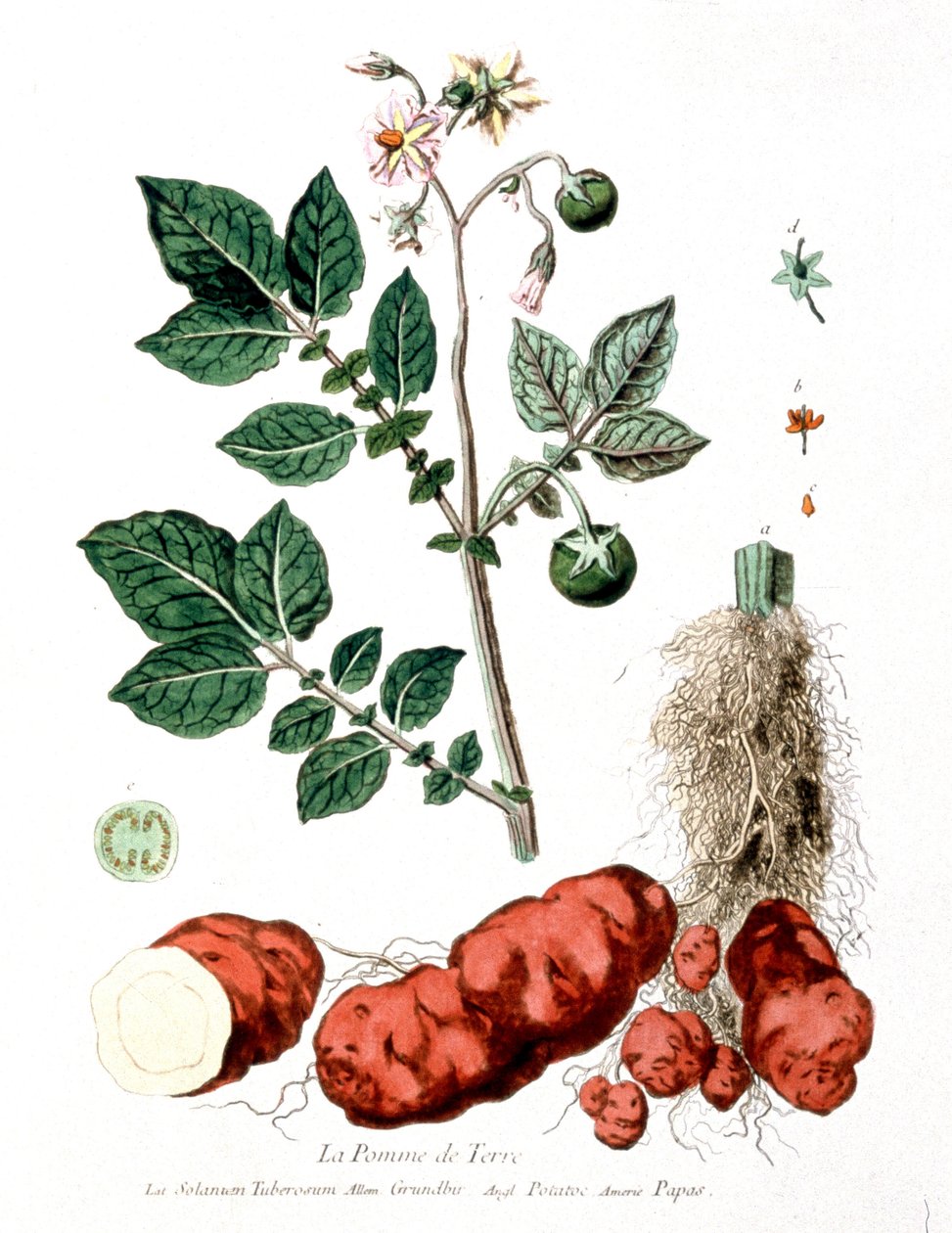 Patates, botanik tabak, G. de Nangis, Fransa by Genevieve Regnault de Nangis