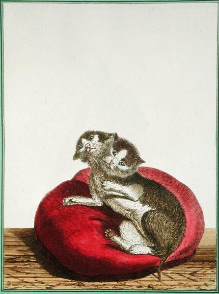 iki başlı kedi by Genevieve Regnault de Nangis