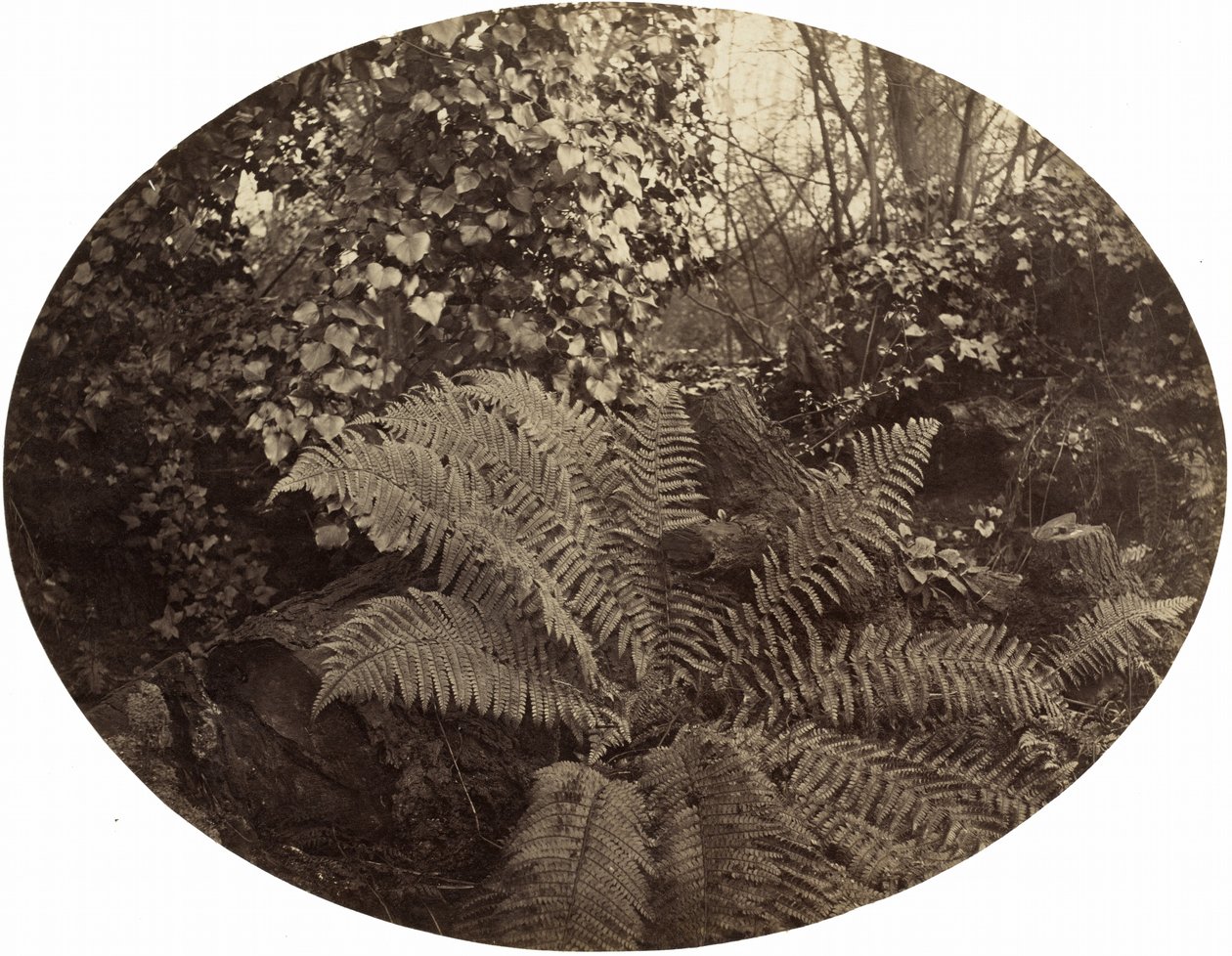 Dikenli Eğreltiotunun Kış Yaprakları, c. 1862. by Geoffrey Bevington
