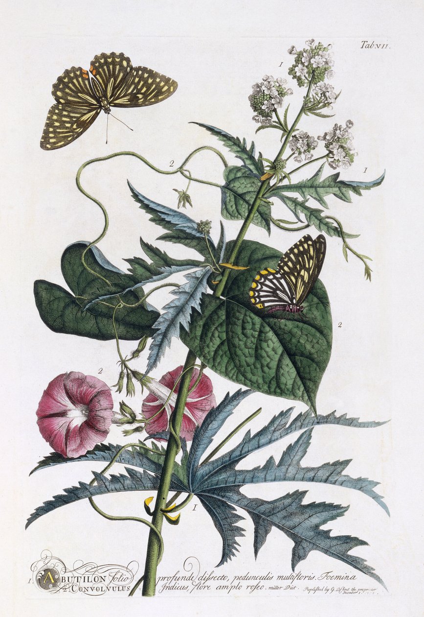 Abutilon ve Convolvulus, c.1748 (el renkli gravür) by Georg Dionysius Ehret