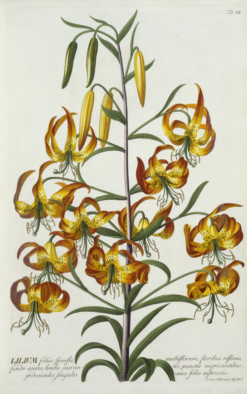 American Turkscap Lily, c.1740 (el boyaması gravür) by Georg Dionysius Ehret