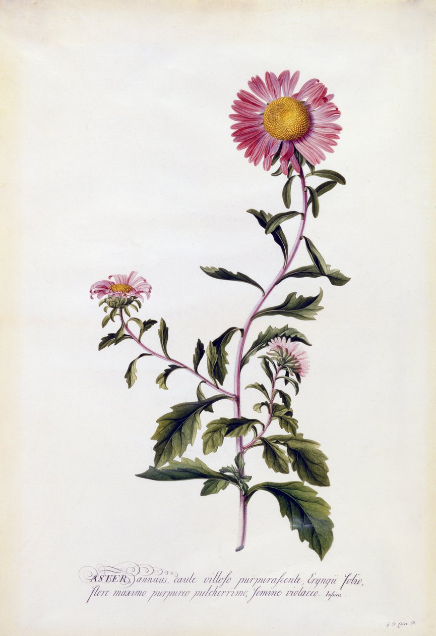 Aster, c.1743 (el boyaması gravür) by Georg Dionysius Ehret