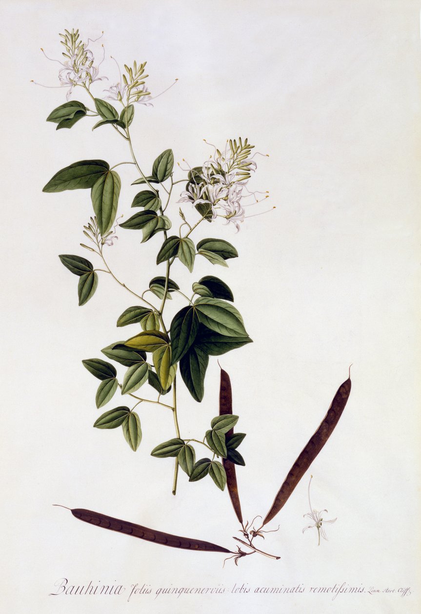ಬೌಹಿನಿಯಾ, c.1745 (ಕೈ-ಬಣ್ಣದ ಕೆತ್ತನೆ) ಟರ್ಕ್ by Georg Dionysius Ehret
