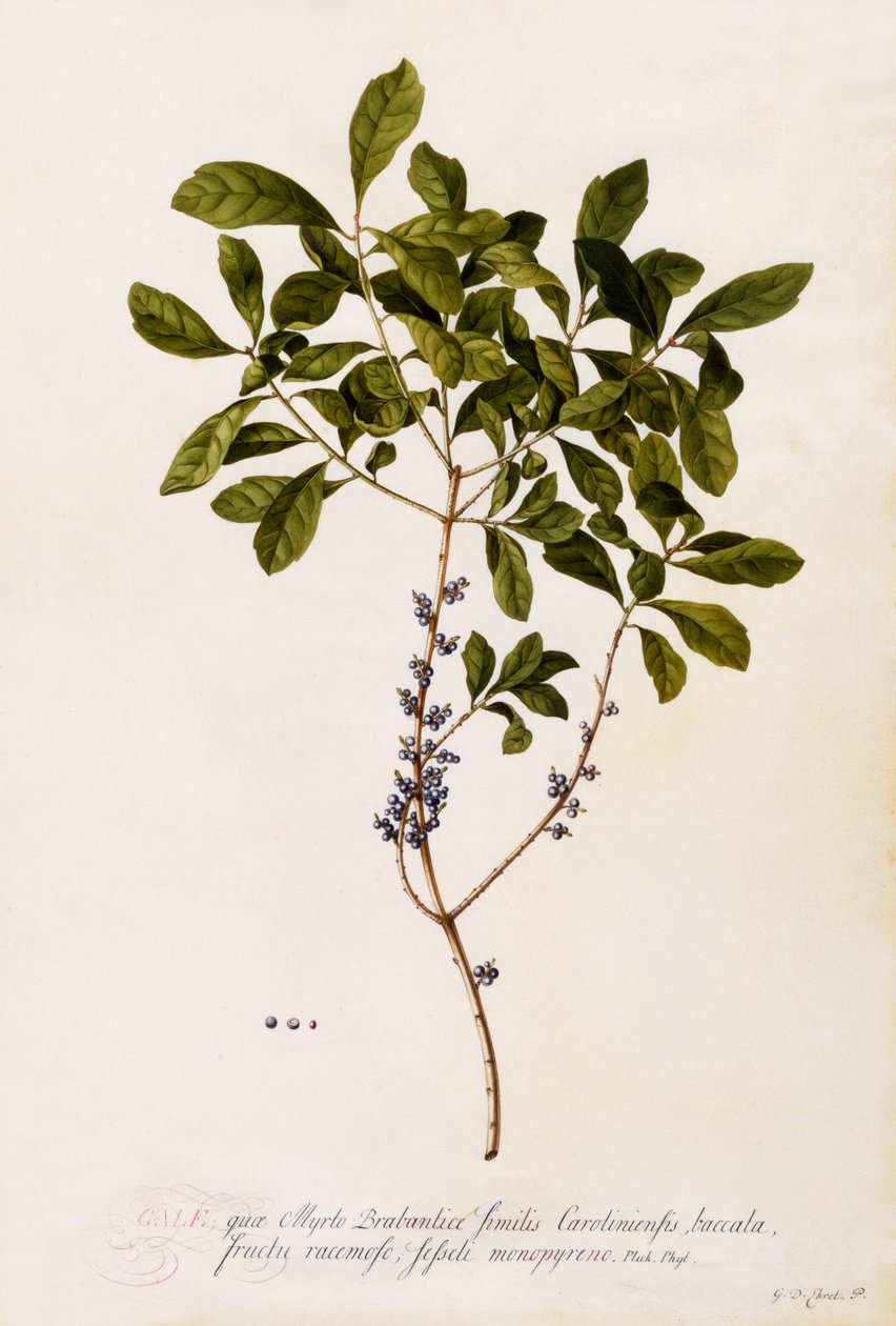 Bayberry veya Myrtle, c.1746 (el boyaması gravür) by Georg Dionysius Ehret