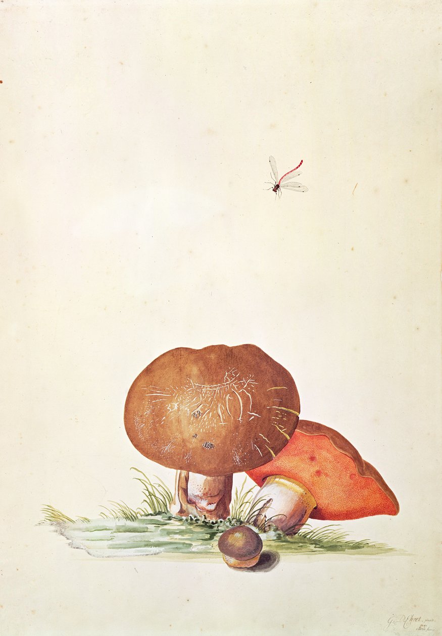 Damsel Yusufçuklu Cep Mantarı by Georg Dionysius Ehret