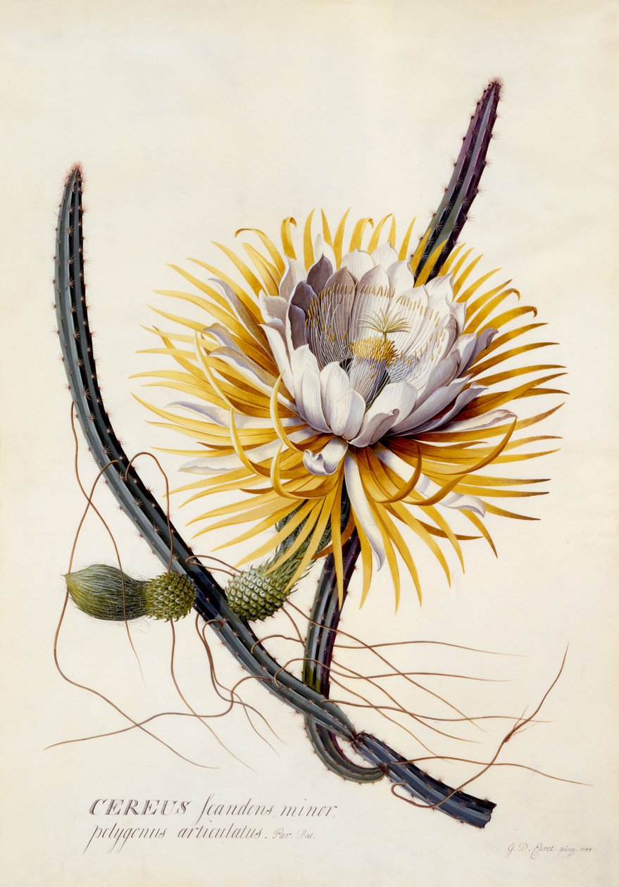 Cereus, Gecenin Kraliçesi, c.1744 (el boyaması gravür) by Georg Dionysius Ehret