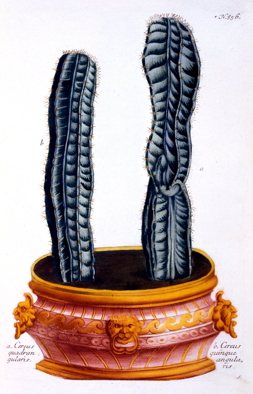 Johann Wilhelm Weinmann tarafından yazılan 