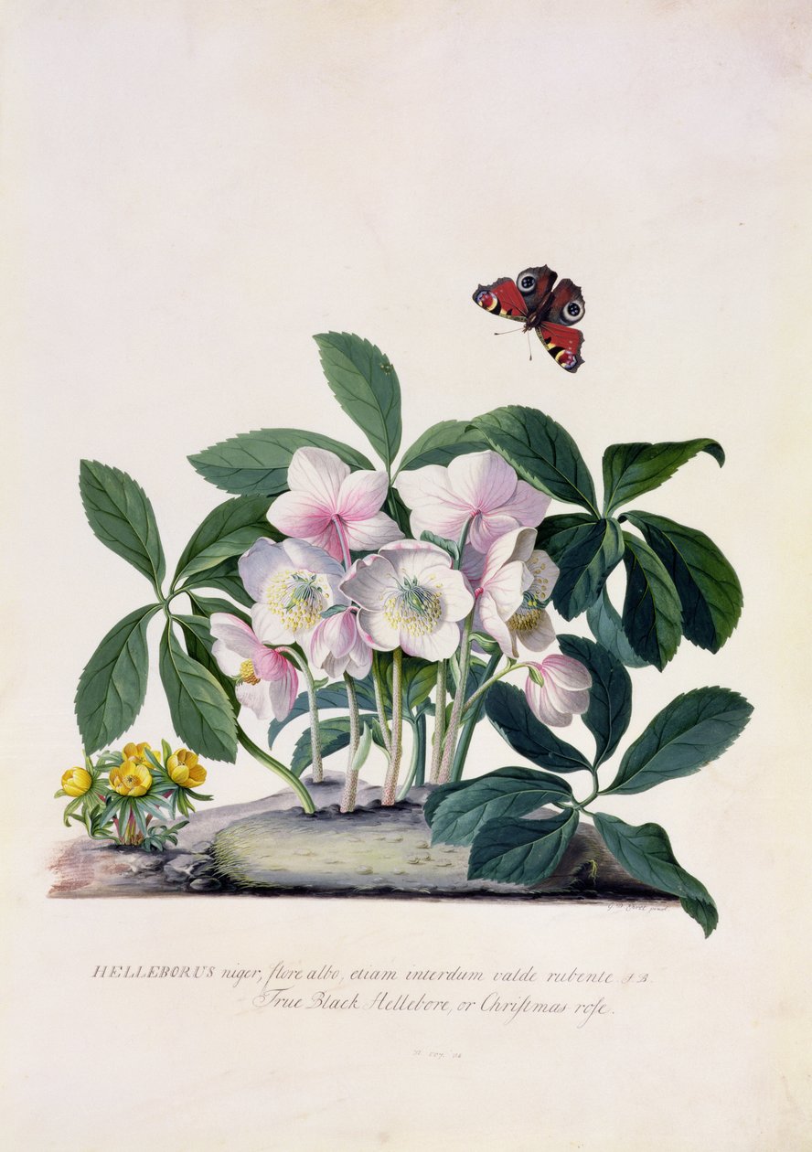 Noel Gülü (Helleborus niger) ve Kış Aconite (Eranthis hyemalis) (parşömen üzerine guaj) by Georg Dionysius Ehret