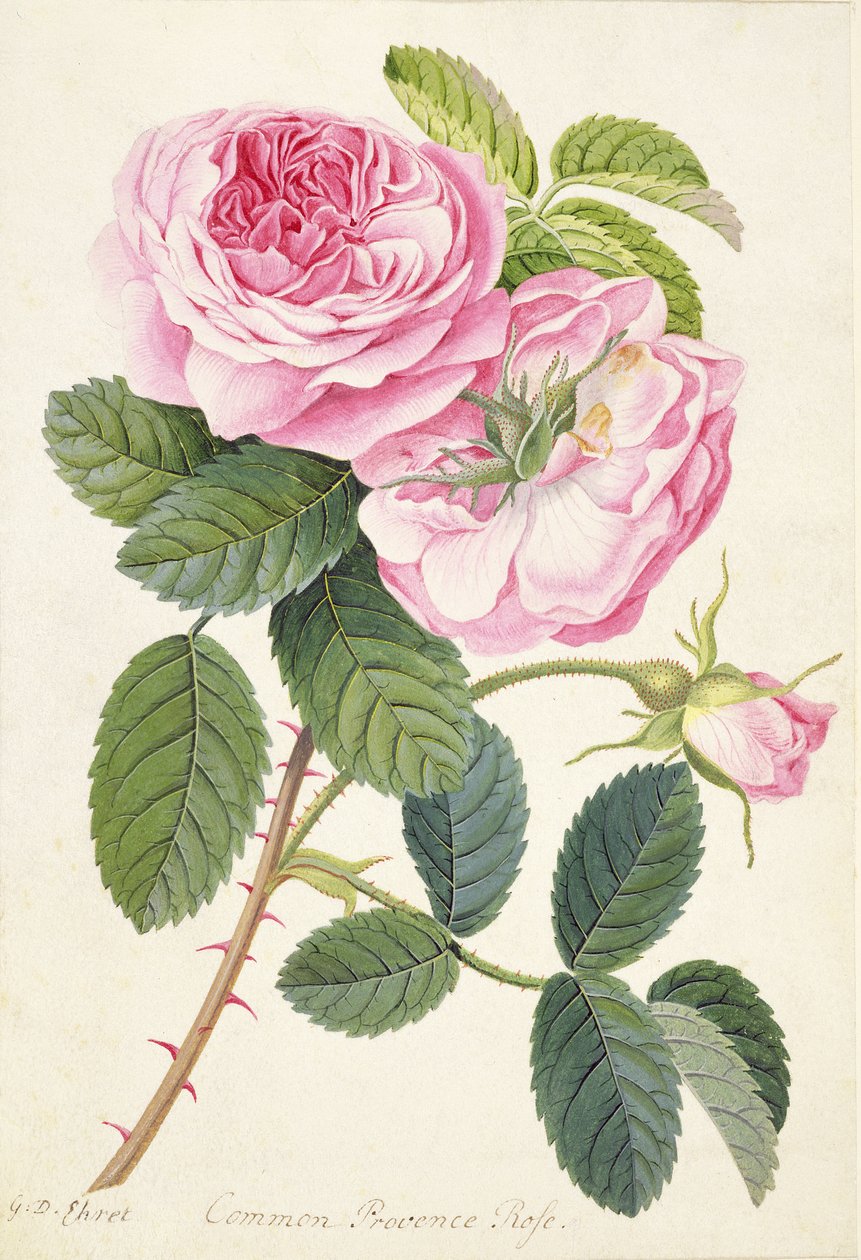 Common Provence Rose (parşömen üzerine kurşun kalem, tuvalet ve gövde rengi) by Georg Dionysius Ehret