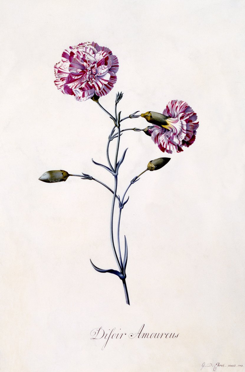 Difor amourius, Karanfil, c.1745 (el boyaması gravür) by Georg Dionysius Ehret