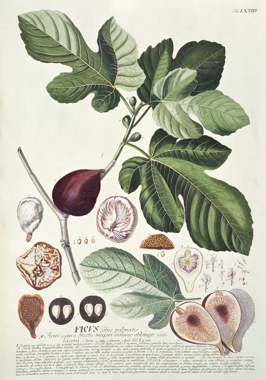 Ficus (Şek.) by Georg Dionysius Ehret