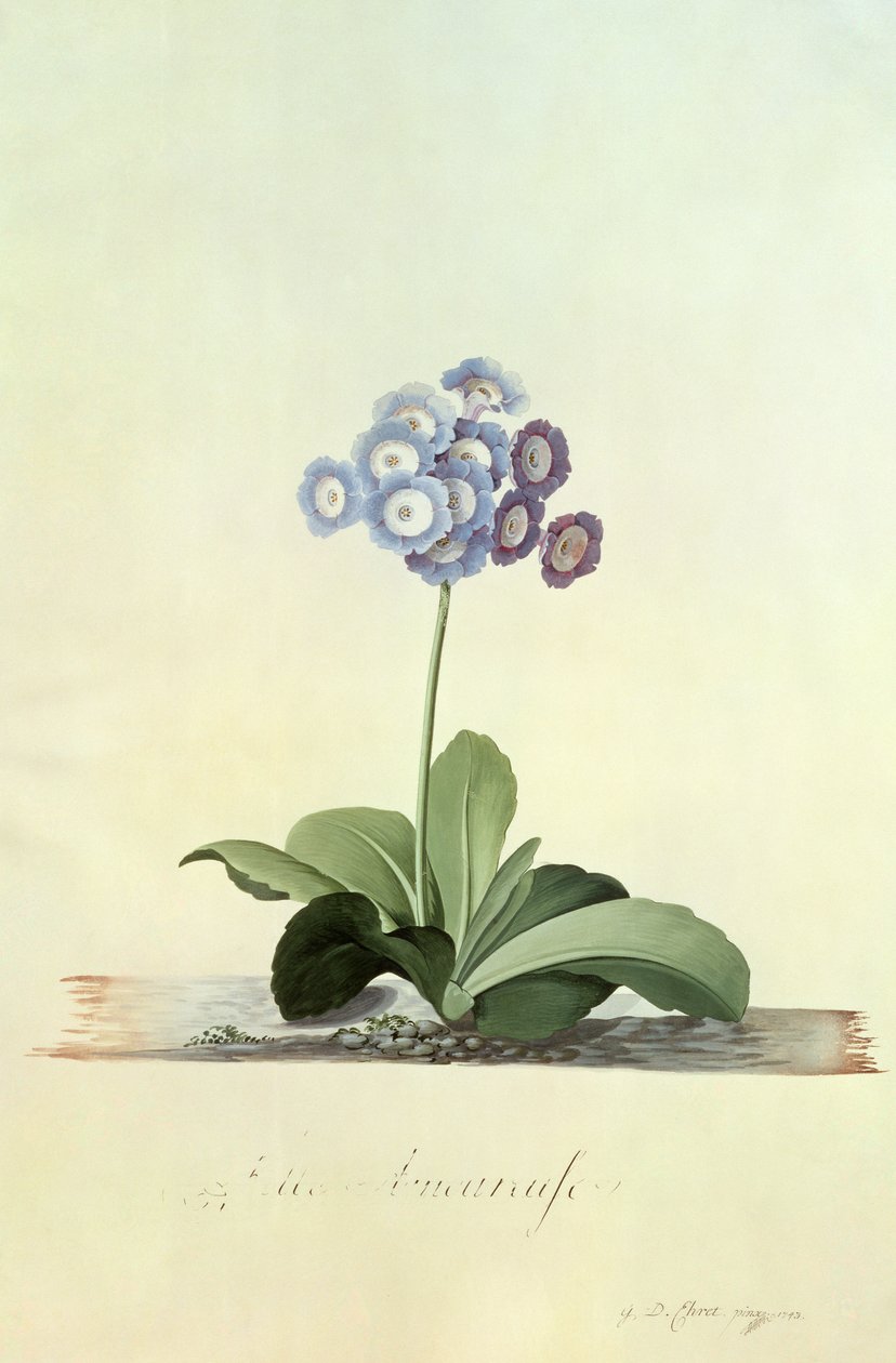 Aşık Kız (Mavi Auricula) by Georg Dionysius Ehret