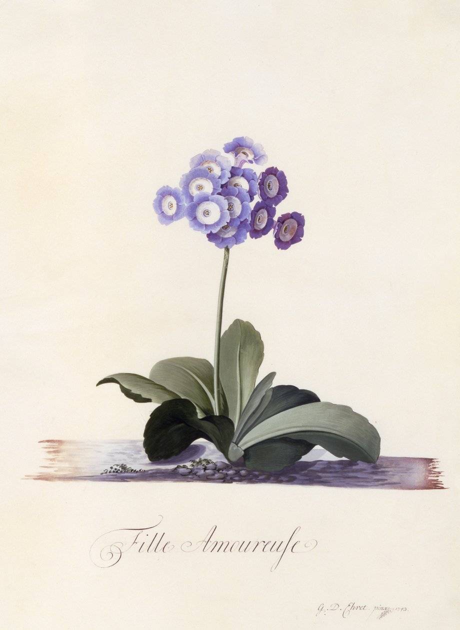 Bahçe Auricula, Aşık Kız, c.1743 (el boyaması gravür) by Georg Dionysius Ehret